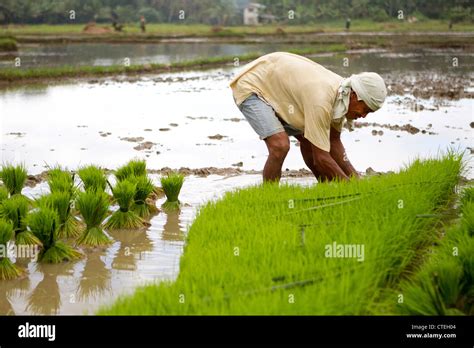 farmer Planting rice,Bohol,Philippines Stock Photo - Alamy