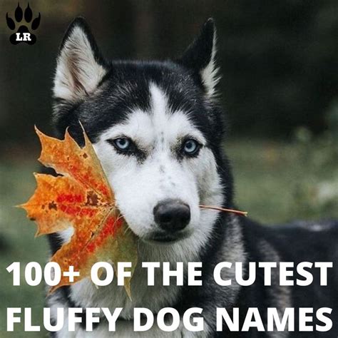 100+ of the Best Fluffy Dog Names | Labrottie.com | Dog names, Fluffy ...