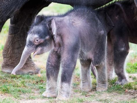 Those ‘miracle’ twin baby elephants at Syracuse zoo have grown into 650 ...