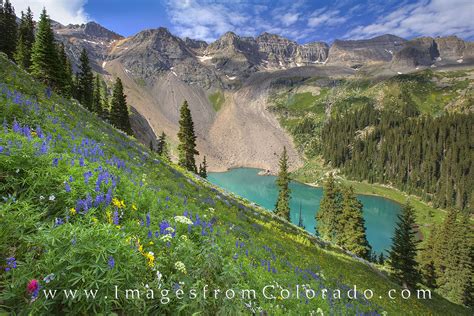 Lower Blue Lakes Wildflowers 2 | Blue Lakes | Images from Colorado