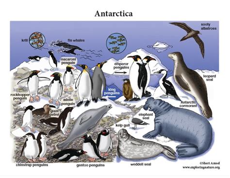 Antarctica Color Poster | Animal groups, Antarctica, Biomes