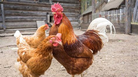 Understanding the Chicken Pecking Order: What It Is and How to Manage ...