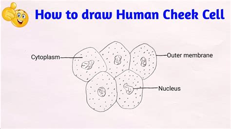 Cheek Cell Labeled Diagram