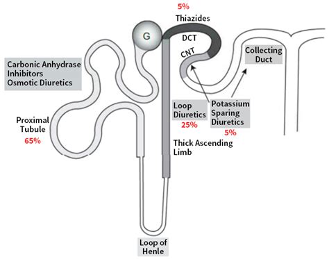 Ceiling Effect Of Loop Diuretics | Shelly Lighting