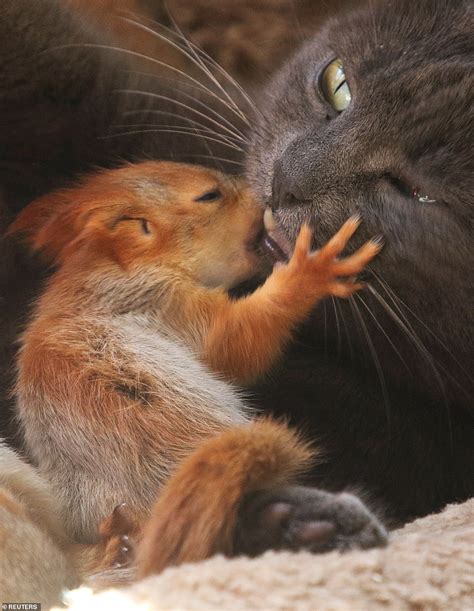 Cat adopts four adorable squirrels in Crimea | Daily Mail Online