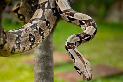 serpiente-boa-constrictor | Fundación Museo Bolivariano Quinta de San ...