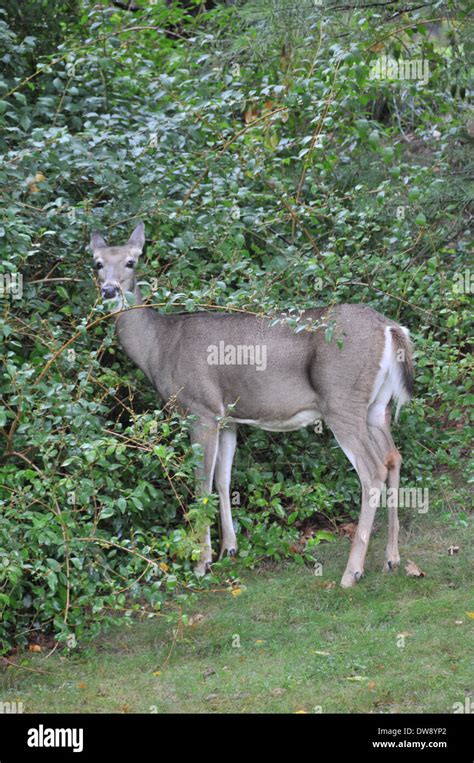 DEER white tailed fawn Stock Photo - Alamy