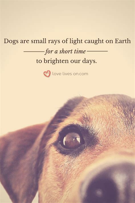 50+ Beautiful Loss of Pet Quotes in 2020 (With images) | Dog grief, Pet grief, Dog loss quotes