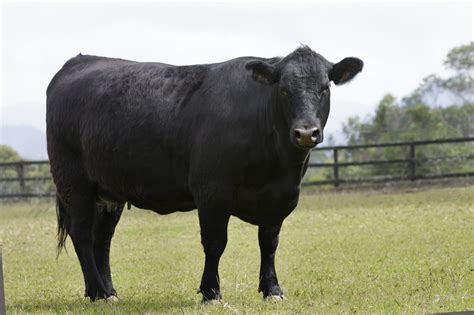 best angus bull 2018