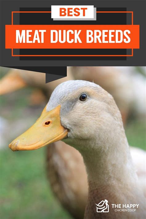 Best Meat Duck Breeds - The Happy Chicken Coop