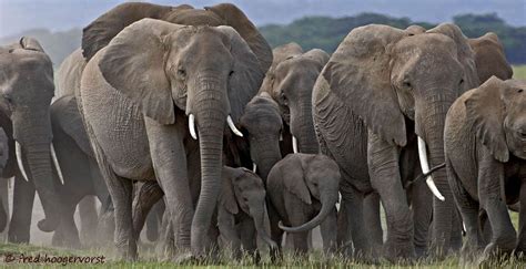 African Wildlife, Herd of African Elephants | African wildlife, Elephant, African elephant