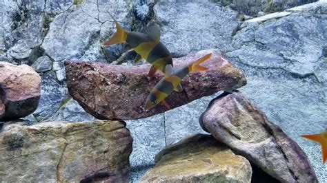 Are my Clown loaches Breeding? Fighting? - YouTube