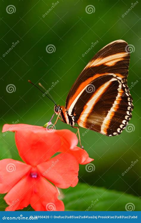 Beautiful Orange Butterfly Zebra Longwing, Heliconius Charitonius. Butterfly in Nature Habitat ...