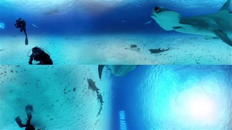 360° Great Hammerhead Shark Encounter