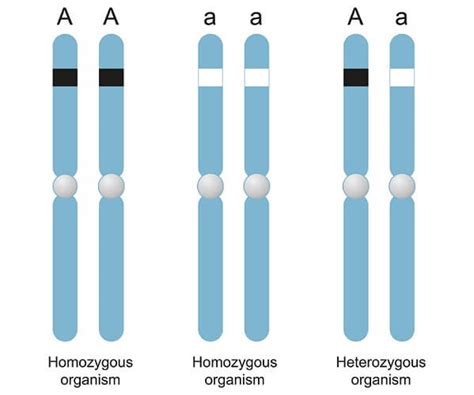 Homozygous - The Definitive Guide | Biology Dictionary