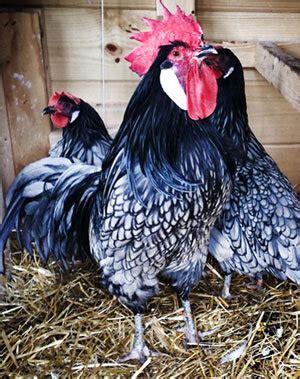 Andalusian Chicken — Heritage Poultry Conservancy