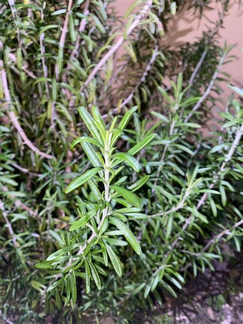 Rosemary / 100% Organic Plant / Romero / Rooted in 2.5 Inch Pot Live ...