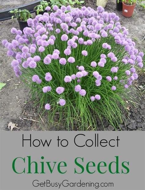 How to Collect Chive Seeds in Your Garden | Chive seeds, Chives plant ...