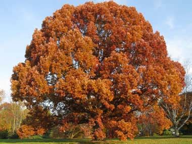 Vermont Trees For Sale | The Tree Center™