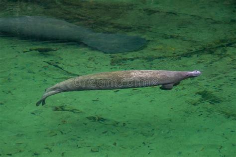 Blue Springs State Park Manatees. Stock Image - Image of outdoors ...