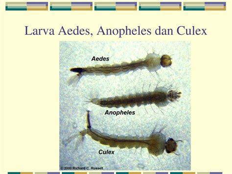 Gambar Larva Culex – denah