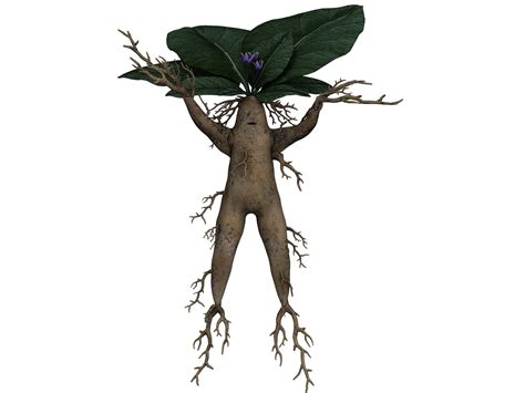 Mandrake Root: Healing, Harming, And Magical Properties