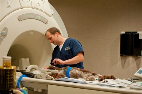 MRI in Pets: What to expect | Bush Veterinary Neurology Service