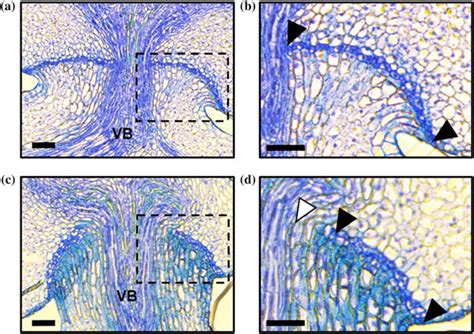 Abscission layer formation of a wild rice accession of Oryza rufipogon... | Download Scientific ...