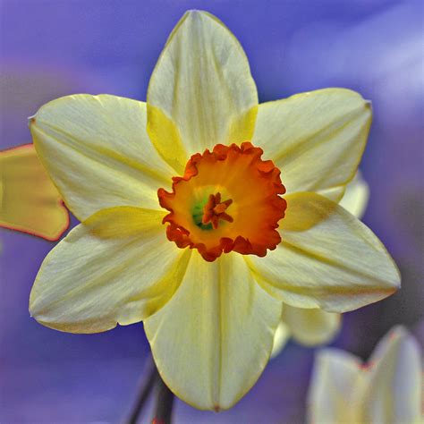 light-yellow-daffodil | Thomas Grim | Flickr