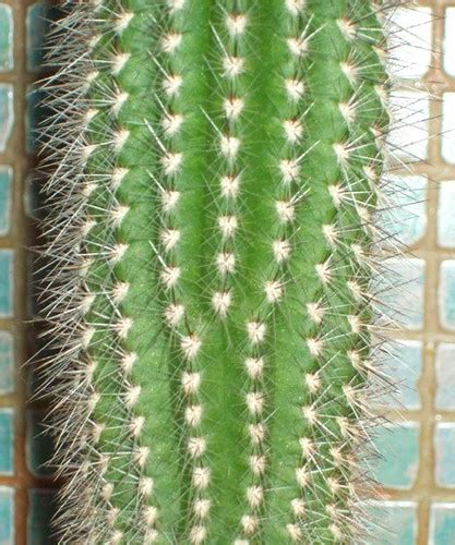 Edge dislocation illustrated in cactus | Photo of a cactus p… | Flickr