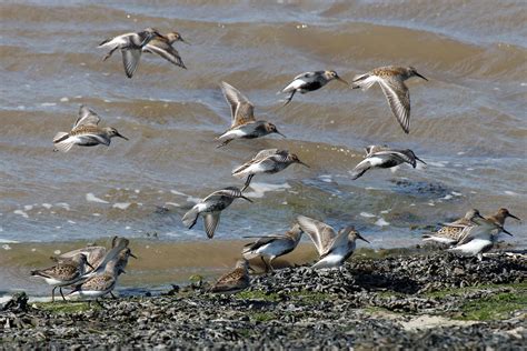 Summer Dunlin | A small flock of dunlin in summer plumage (b… | Flickr