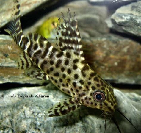 Upside Down Catfish, Synodontis Nigriventris Aquarium Setup, Aquarium Fish, Upside Down Catfish ...