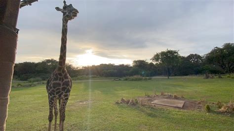 Good morning from the Kilimanjaro safaris! : r/WaltDisneyWorld