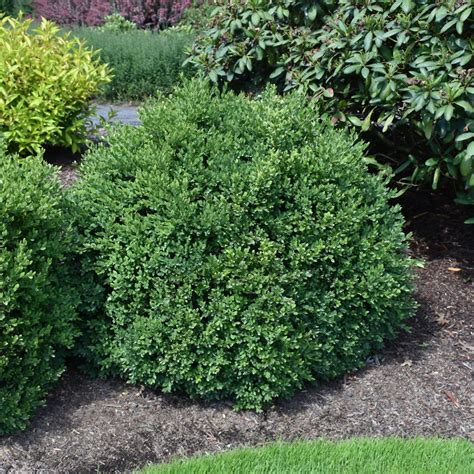 Green Velvet Boxwood | Platt Hill Nursery