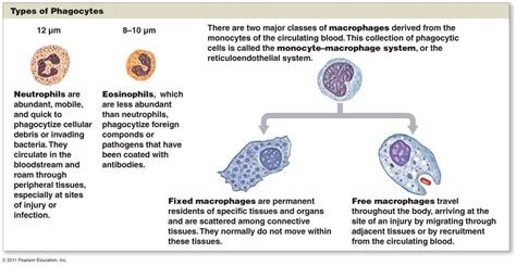 types of phagocytes | Immunology, Immune system, System