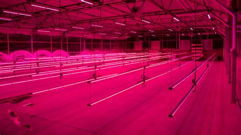 Beer Brewers Are Growing Fresh, Local Hops In LED-Lit Greenhouses - Fast Company