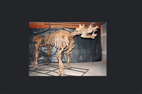 Uintatherium Unmounted Skeleton Replica - SkeletonsAndSkulls