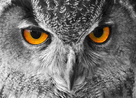 European Eagle Owl eyes by SteveHphotos - VIEWBUG.com