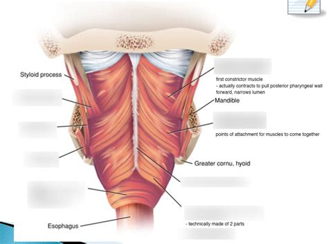 Muscles Of The Pharynx