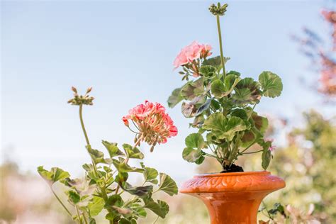 How to Grow Geraniums in Containers