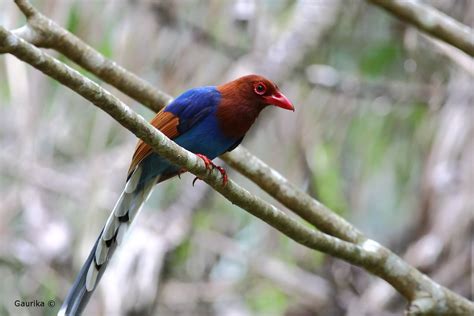 Sri Lanka Blue Magpie or Ceylon Magpie (Urocissa ornata) @… | Flickr