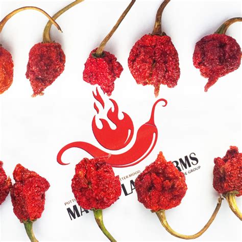 Carolina Reaper Pepper - Dried Whole Pods | Magic Plant Farms