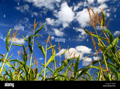 field harvest farm Stock Photo - Alamy