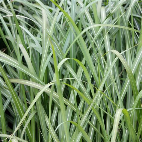 Buy Chinese silver grass Miscanthus sinensis Malepartus: £11.99 Delivery by Crocus