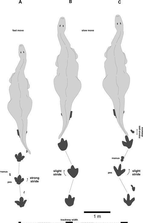 Iguanodontipus trackways in comparison of individual size and speed of ...