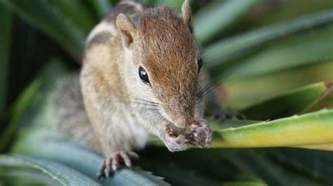 Things You Should Consider Before Choosing Chipmunks as Pets - Pet Ponder