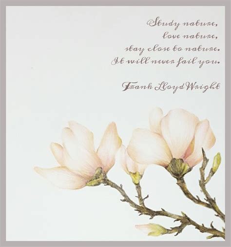 Magnolia with quote from Lloyd Wright (Colour-pencil rendering with ...