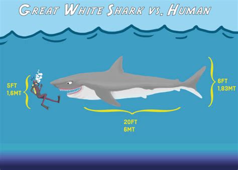 What Are the Biggest Great White Sharks Ever Recorded? - Owlcation