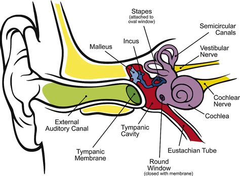 Human Ear - Body Adaptation