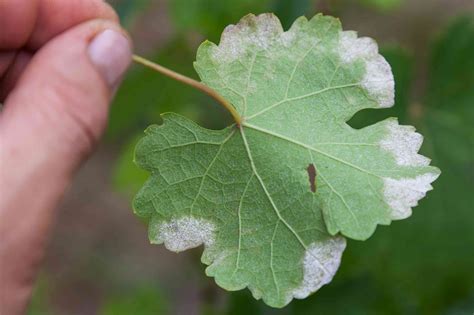 How to Select, Plant, and Care for Grapes